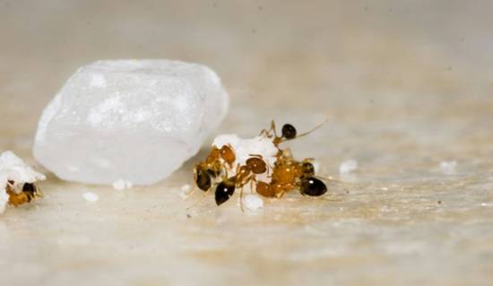 ants circling a piece of food